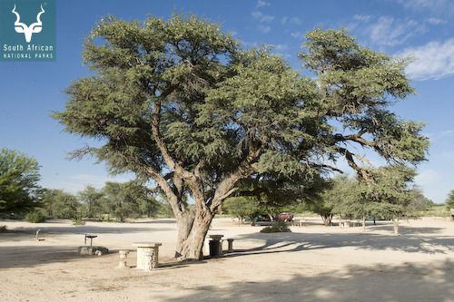 Nossob Campsite, Kgalagadi Transfrontier Park