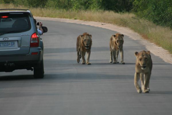 Self-drive Kruger National Park
