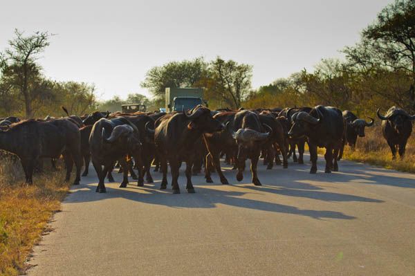 Captivating Kruger Safari