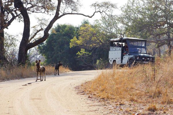 Captivating Kruger Safari