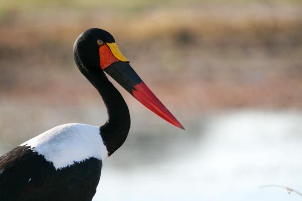 Saddle billed stork, Chobe Waterfront, Chobe National Park