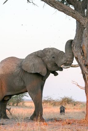 Elephant shaking a tree for seed pods, Savute, Chobe National Park, Botswana