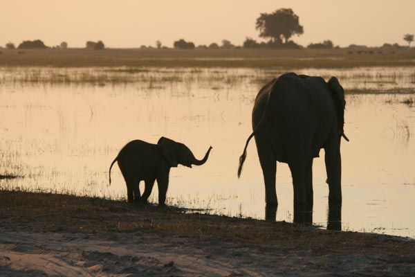 Elephant drinking at sunset, Chobe Waterfront, Chobe National Park, Botswana