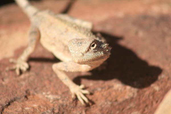 Unique desert fauna, Namibia
