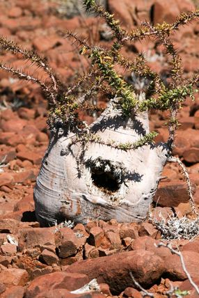 Unique desert fora, Namibia