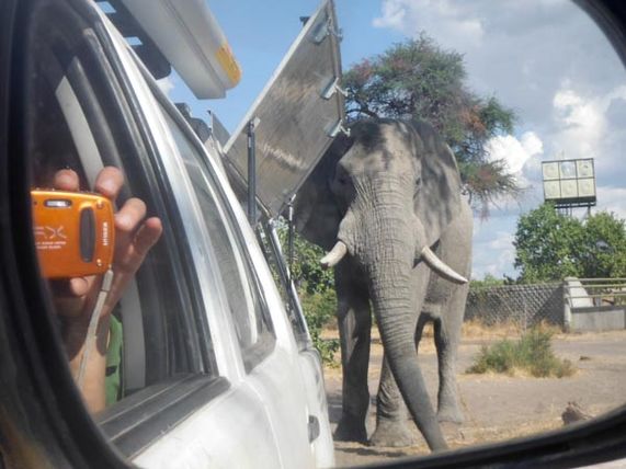Up close and personal wish Savute's resident elephant,  Chobe National Park, Botswana