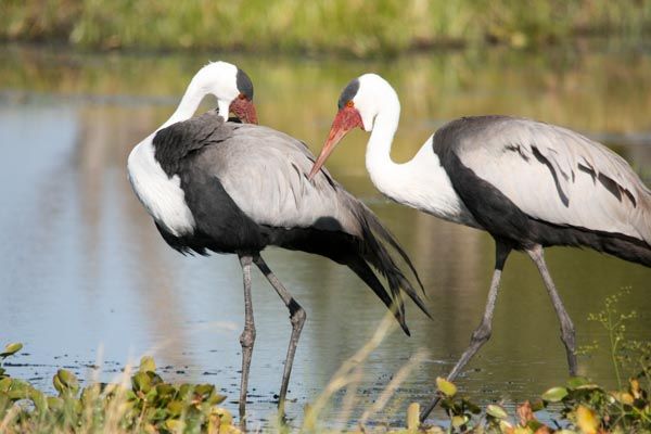 Wattled crane, Moremi Game Reserve, Botswana