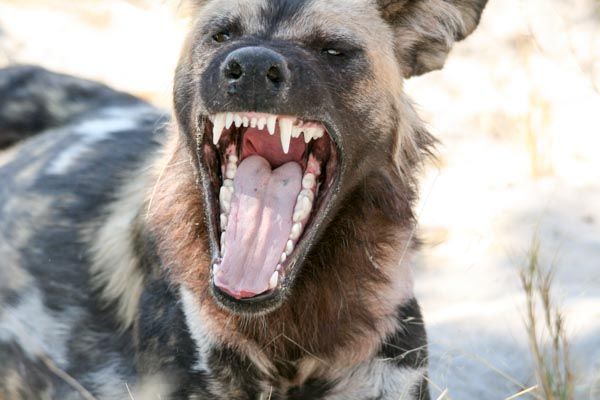 Wild dog yawning, Savute, Chobe National Park, Botswana