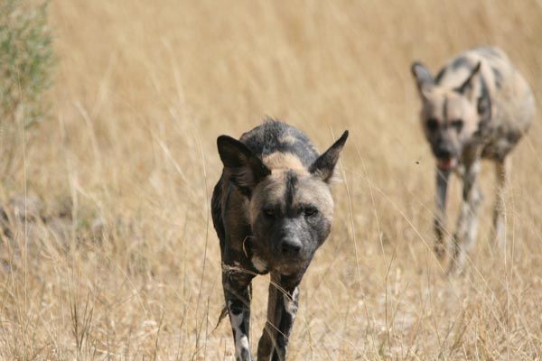 Wild dogs, Moremi Game Reserve, Botswana