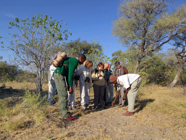 Game Walk in the Okavango Delta