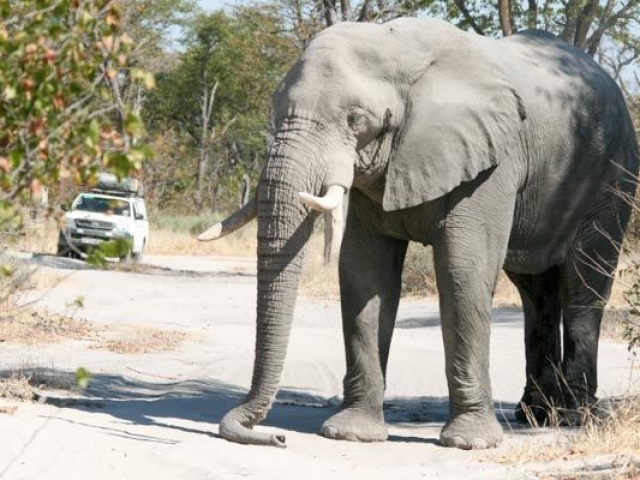 Self-Drive in Moremi Game Reserve - you never know what's around the corner!