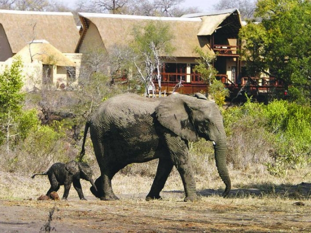 Elephant sauntering past Elephant Plains Lodge