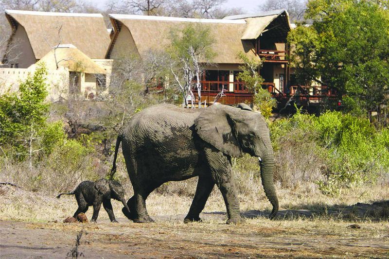 Elephant sauntering past Elephant Plains Lodge