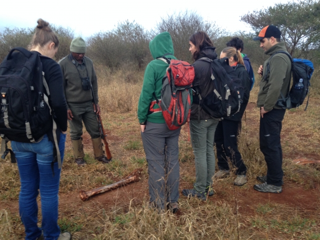 Morning walk with rangers, Kruger National Park