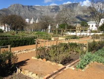 Table Mountains from the Company Gardens, Cape Town, South Africa