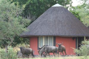 Mohlabetsi Safari Lodge, Kruger, South Africa