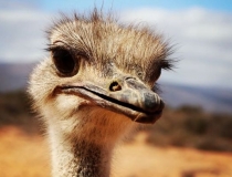 Ostrich Oudtshoorn, South Africa