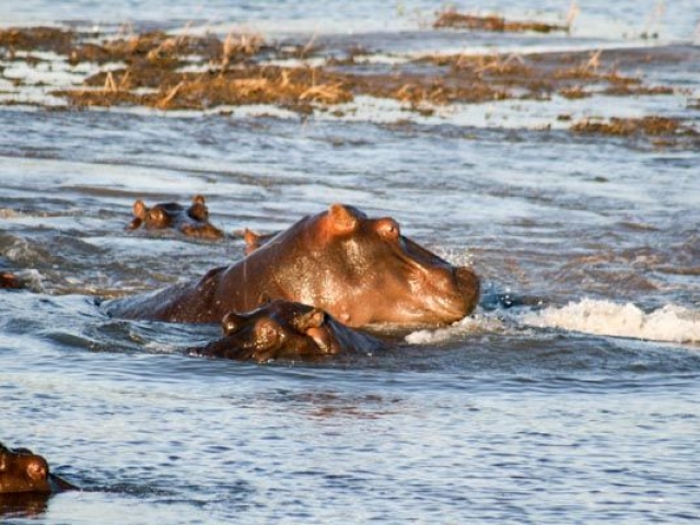 Chobe, hippo, Botswana