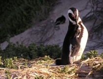 Boulders Beach African Penguin, Cape Town