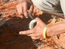 Learning about bush foods with the #Khomani San, Kalahari, South Africa