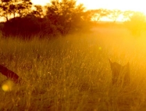 Golden light in the Kgalagadi Transfrontier Park, South Africa