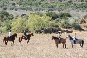 Horse trails, Addo Elephant, South Africa