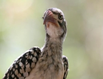 Red-billed hornbill, Kruger National Park, South Africa