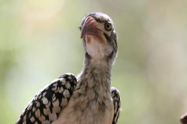 Hornbill, Mozambique