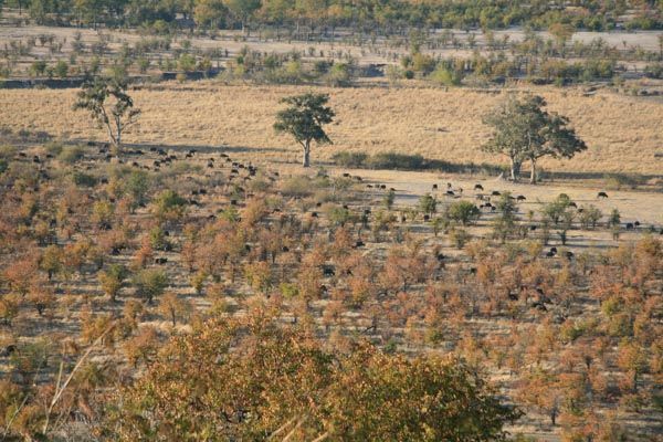 A herd of buffalo on the vlei below Sinamatella Camp