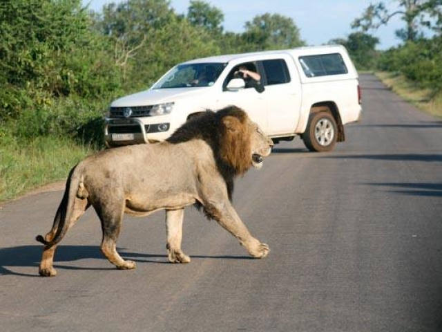 What a great sighting - near Lower Sabie