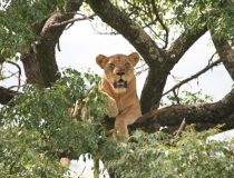 Lion hanging out in a tree, Hluhluwe National Park, Kwa-Zulu Natal, South Africa