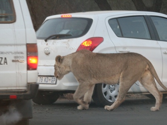 Lioness threading her way between self-drive vehicles