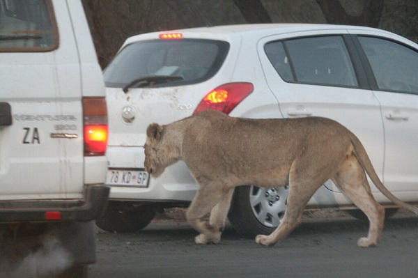 Lioness threading her way between self-drive vehicles