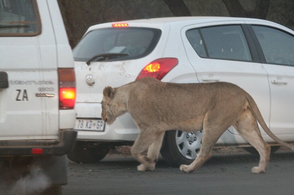 A lioness walking behind a small hire car in Kruger National Park, South Africa