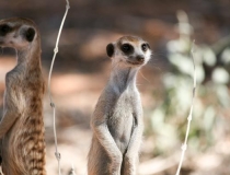 Meerkats, Kgalagadi Transfrontier Park, South Africa