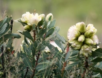 Protea, Drakensberg Mountains, South Africa