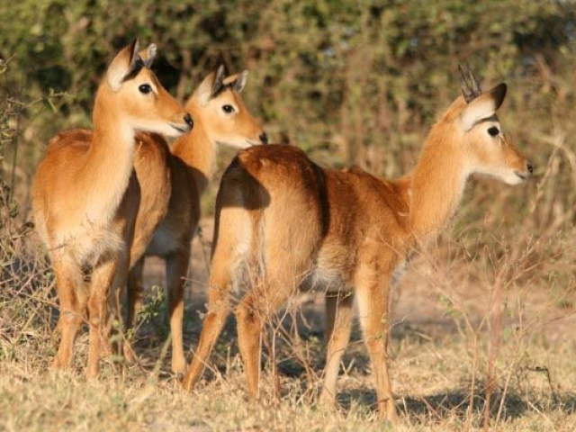 Puku, Chobe riverfront