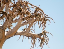 Quiver tree, Augrabies Falls, South Africa