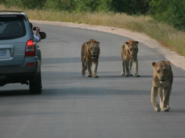 Up close and personal near Lower Sabie, Kruger National Park