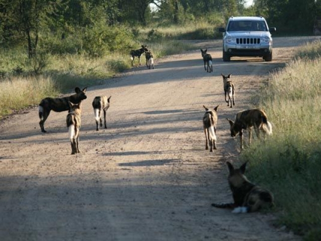 Wild dogs in Kruger National Park - what a sight