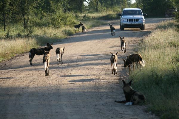 Wild dogs in Kruger National Park - what a sight
