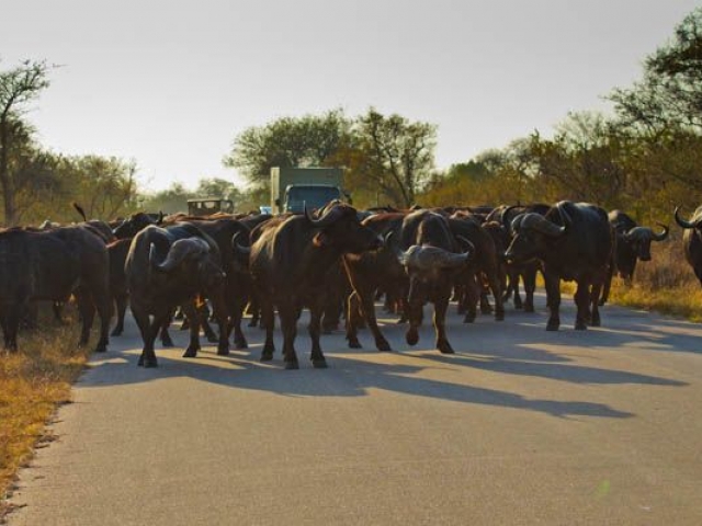 Captivating Kruger Safari