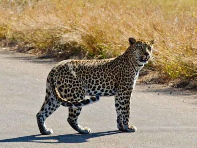 Captivating Kruger Safari