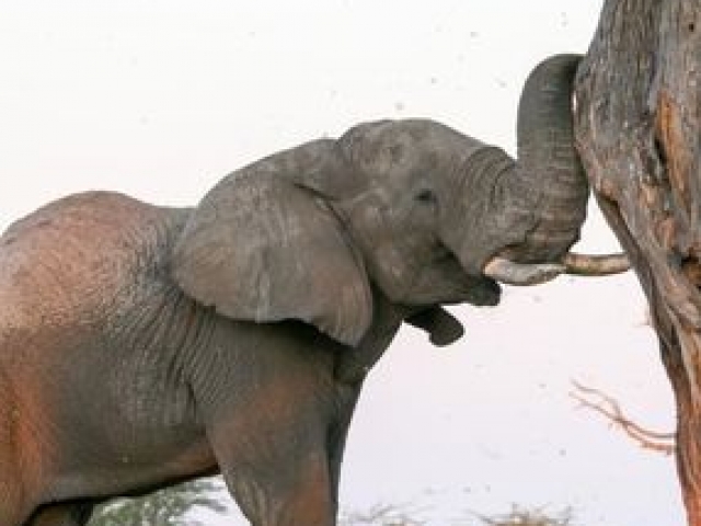 Savuti elephant