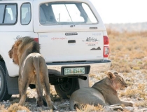 Lion enjoying the shade, Kgalagadi Transfrontier Park, South Africa