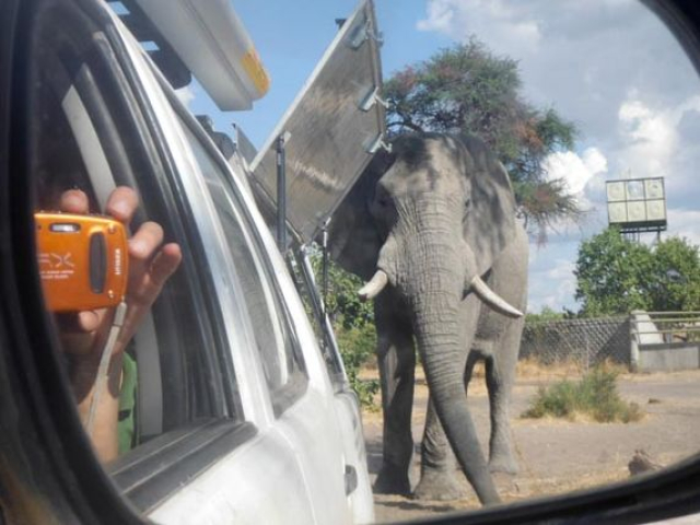 Elephant, self drive, Savuti, Botswana