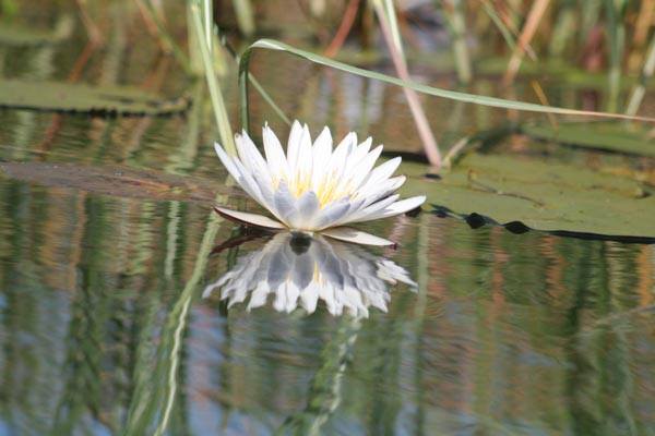 Okavango Delta, Botswana