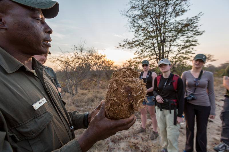 education from the walking safari guide