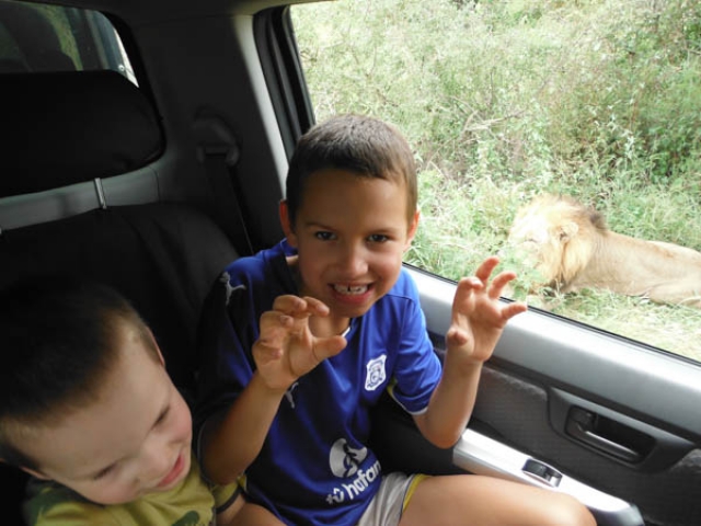 Making like a lion - Kruger National Park, South Africa