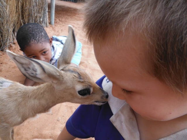 Meeting a rescued steenbok at Om Jan's Farmstay, Kalahari